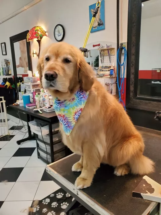 Canine Creations Pet Salon, Florida, Lutz